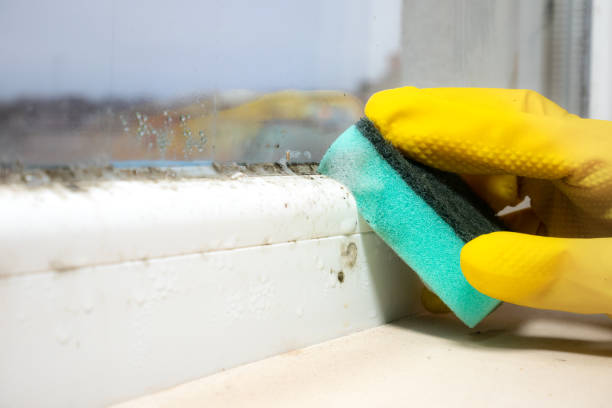 Best Mold Damage Repair  in Atwood, KS
