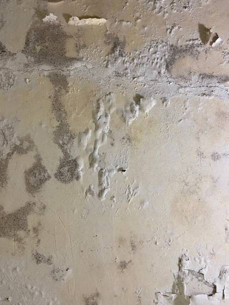 Best Residential Mold Removal  in Atwood, KS