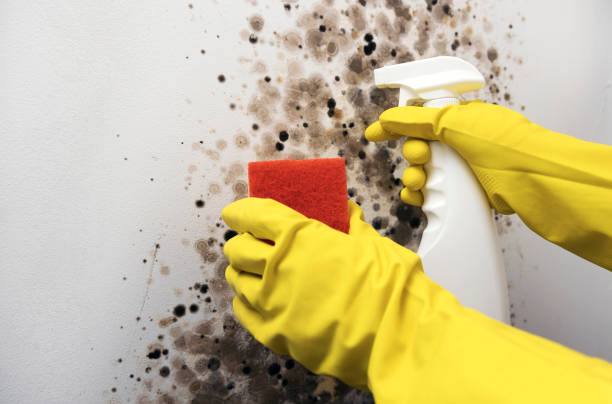 Best Commercial Mold Removal  in Atwood, KS